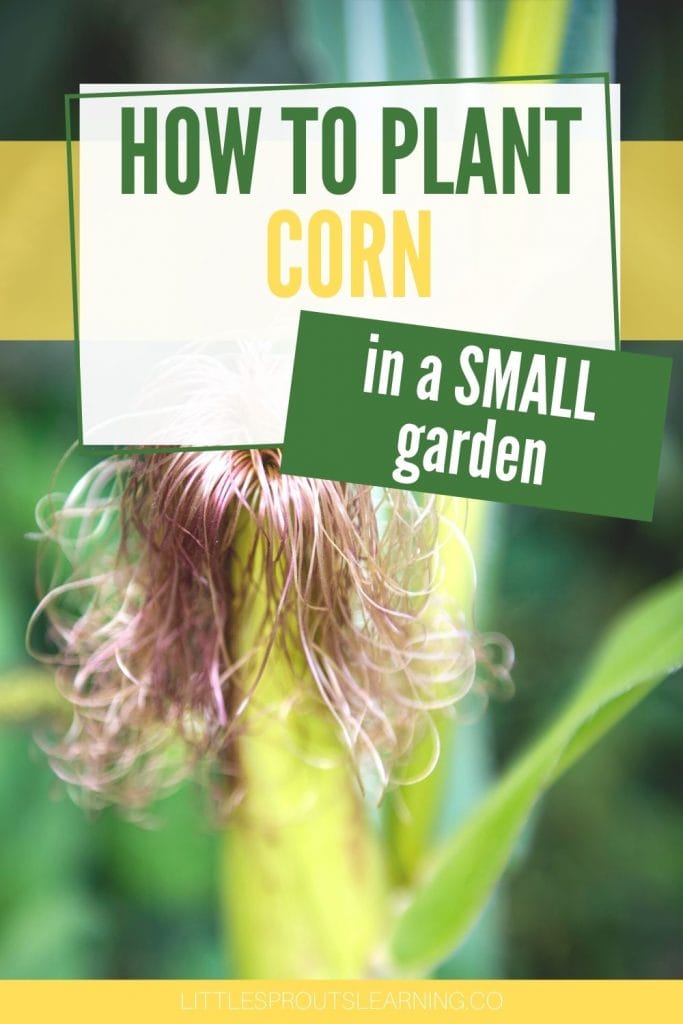 Ripe ear of corn in the garden