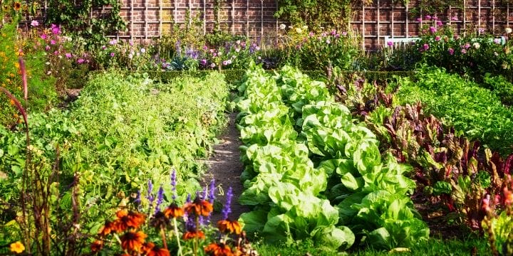 Bugs in the garden can be a real challenge. But is reaching for a can of spray the best first choice? Organic gardening is a great idea, but can you really garden without pesticides?
