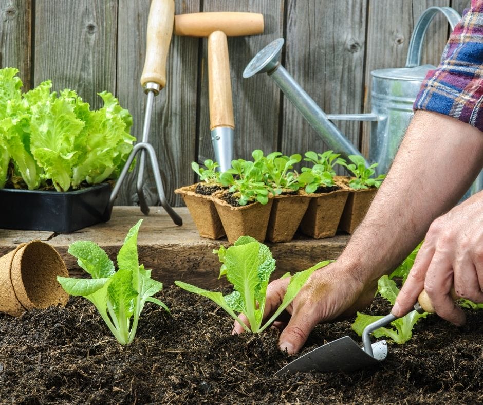 garden planting lettuce with a hand spade in the garden
