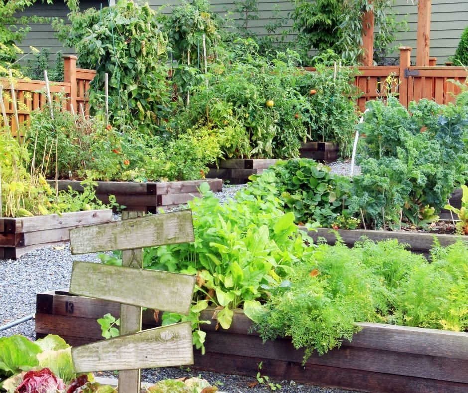 raised bed gardens with plants growing