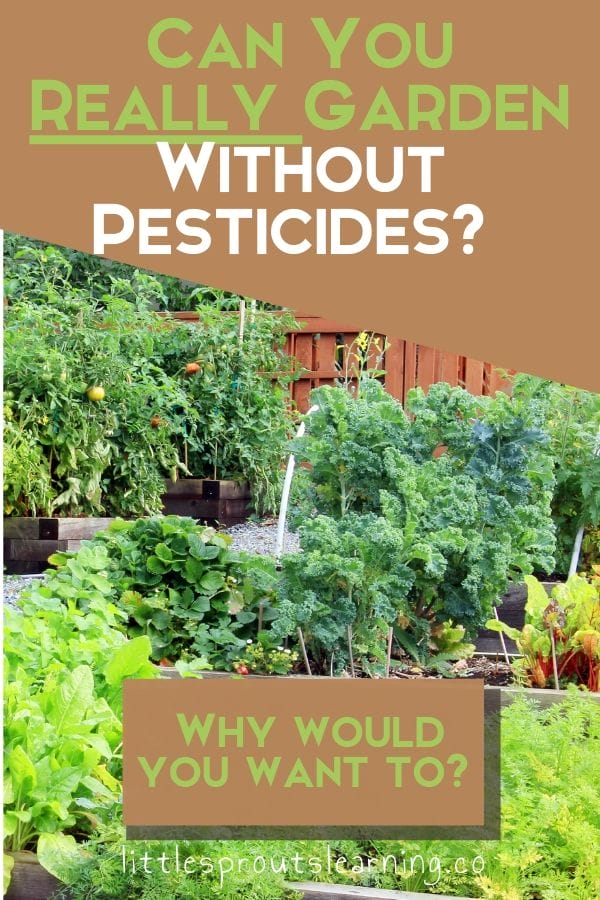 Bugs in the garden can be a real challenge. But is reaching for a can of spray the best first choice? Organic gardening is a great idea, but can you really garden without pesticides?
