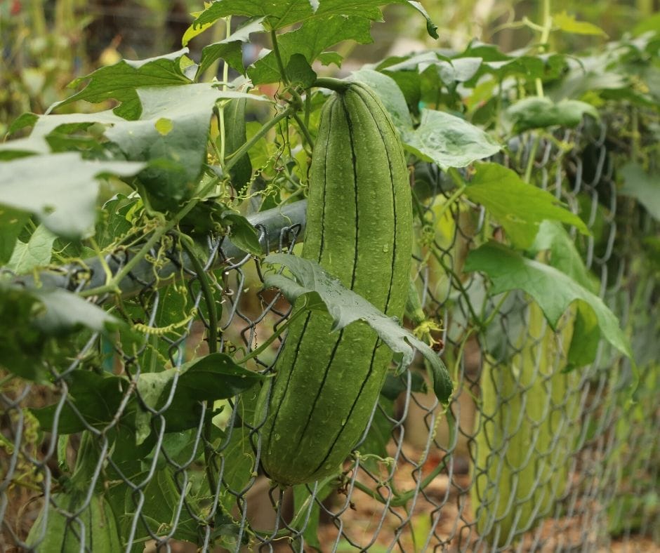 loofah sponges growing on a vine