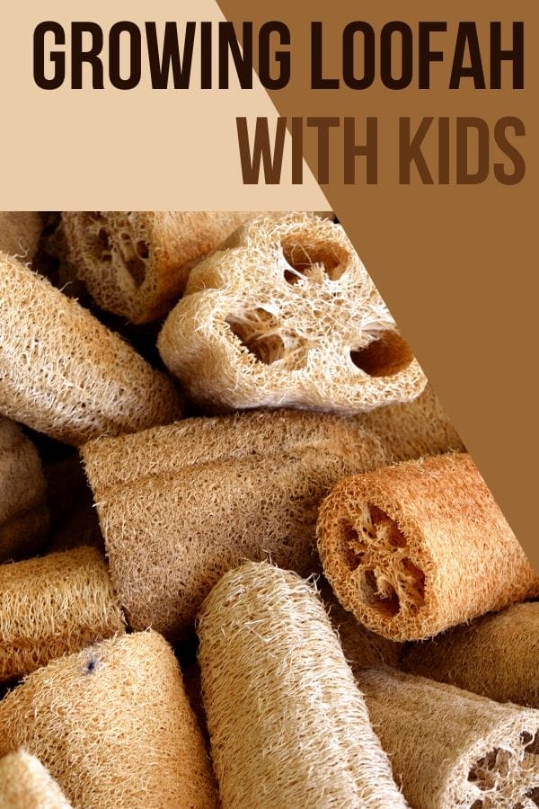 pile of loofah sponges