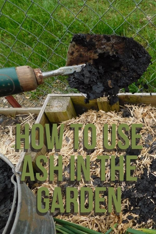 hand spade full of wood ash over a garden bed