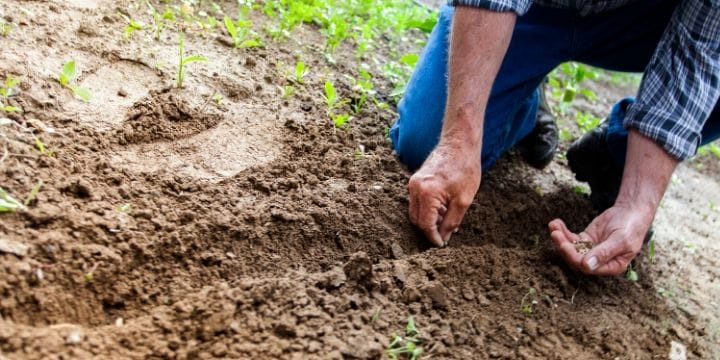 Oklahoma growing zones range from 6a to 8a. Your growing zones makes a big difference in how you grow, so you need to know where you are on the USDA zoning map.