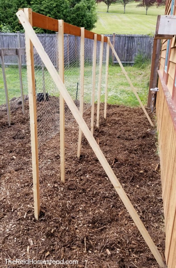 Posts strung with chicken wire to make garden trellis