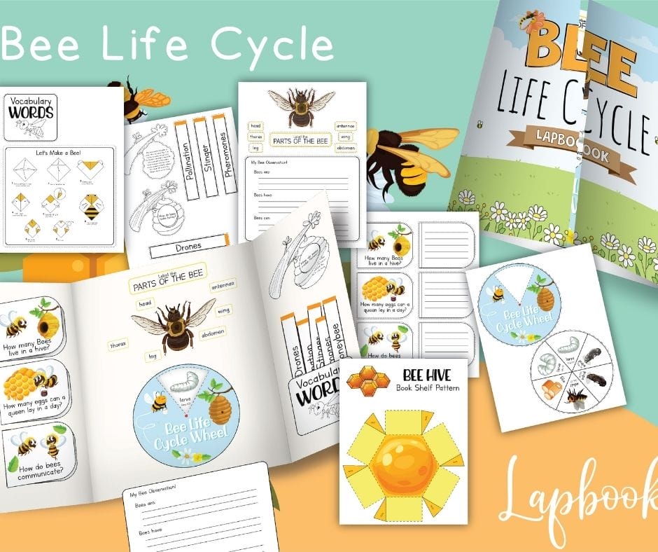 bee lap book mock up showing worksheets in the pack