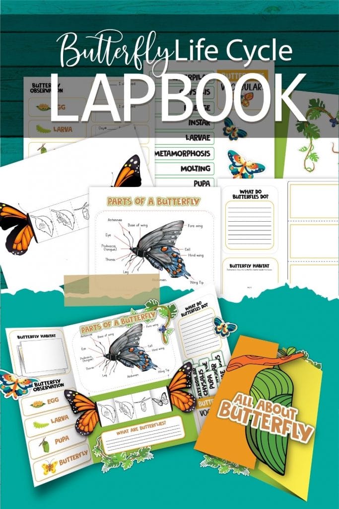 Butterfly lap book mock up with 6 worksheets
