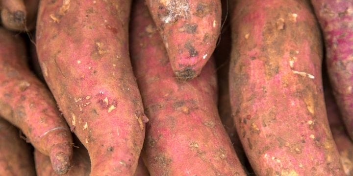 One summer we grew 89 pounds of sweet potatoes in our front flowerbed. They looked gorgeous all summer and we had tons of excess sweet potatoes to enjoy.