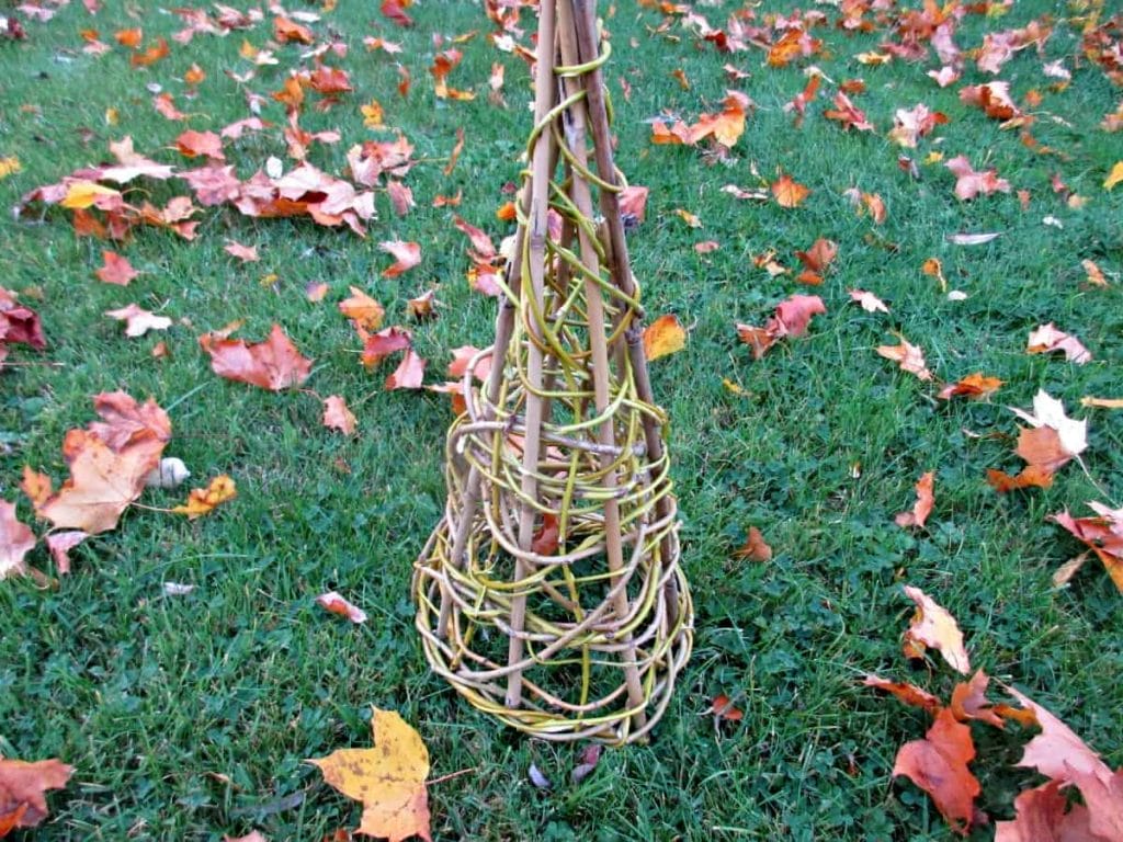 willow cone for tomato cage in the garden