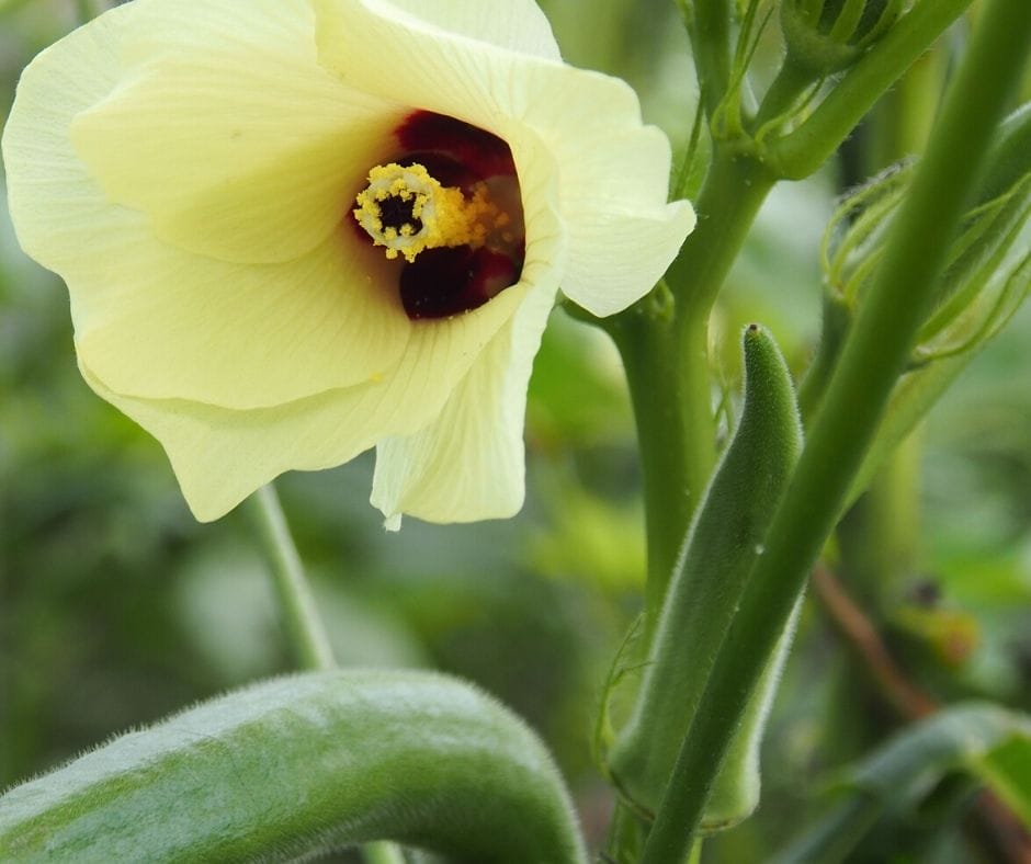 okra growing on the stalk with a beautiful okra flower