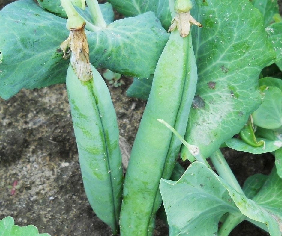 fat pea pods growing on the vine