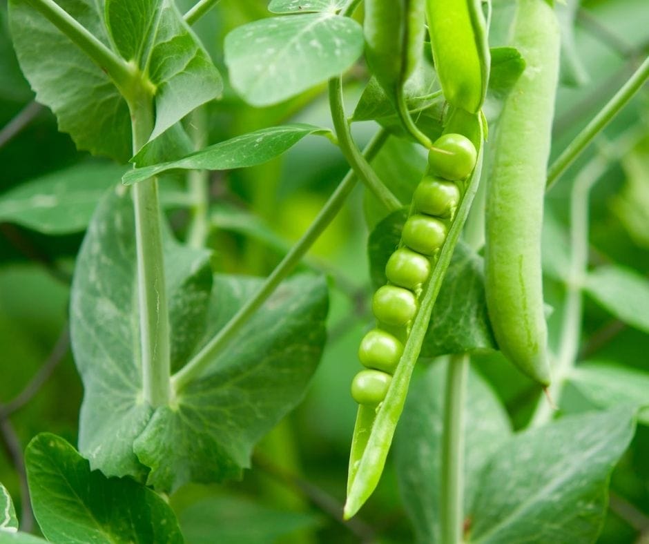 peas growing on a vine in the garden