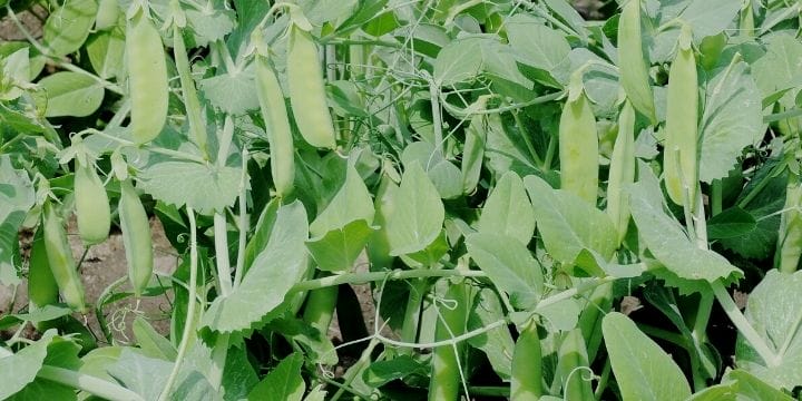 Now is the perfect time to plant peas. Carrots love tomatoes but all veggies don’t grow well together. Companion planting is growing things that thrive together and help each other. Here are some companion plants for peas.