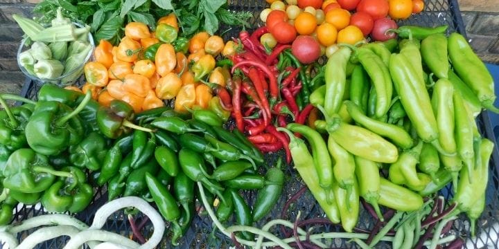 Sometimes the garden can put out more food than you know what to do with. Find ways for using your excess garden produce from your summer garden here. 