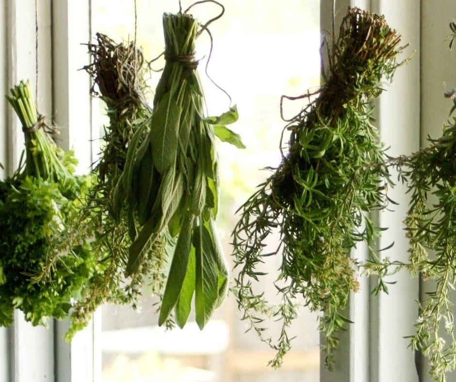 dried herbs hanging in the window