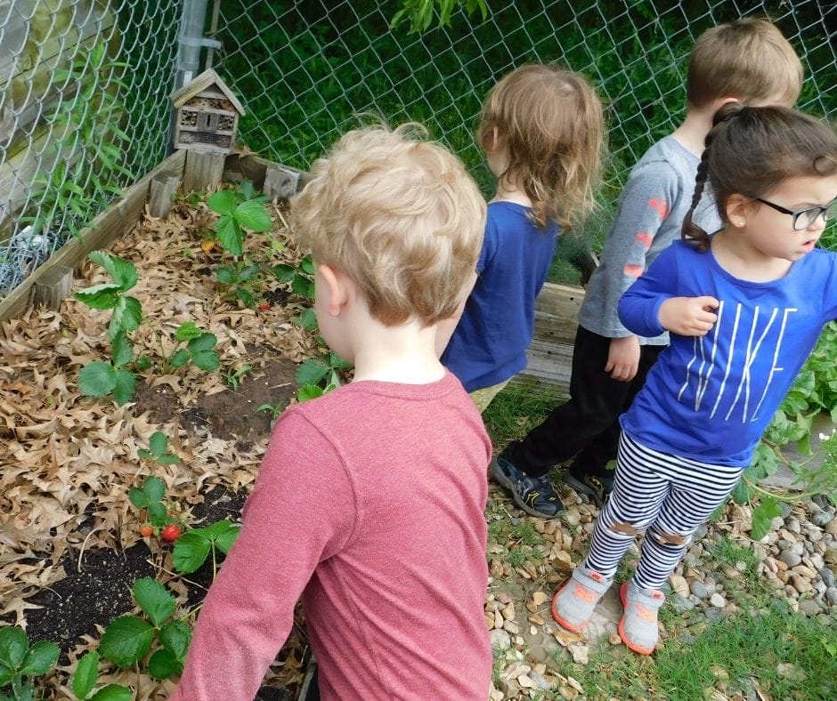 kids in the home daycare garden picking strawberries