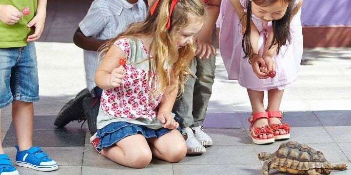 Coming up with home daycare field trip ideas is easy to do if you use a little creativity with what’s in your area. Field trips teach kids many things and they are fun.