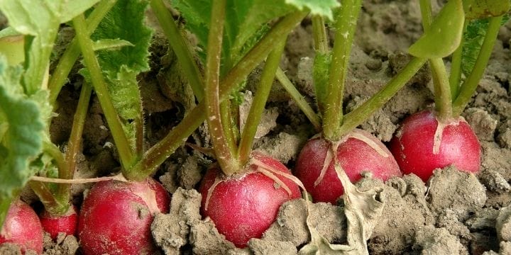 Companion planting is growing things together that help each other with a symbiotic relationship. Learn what the best plants are to plant with radishes.