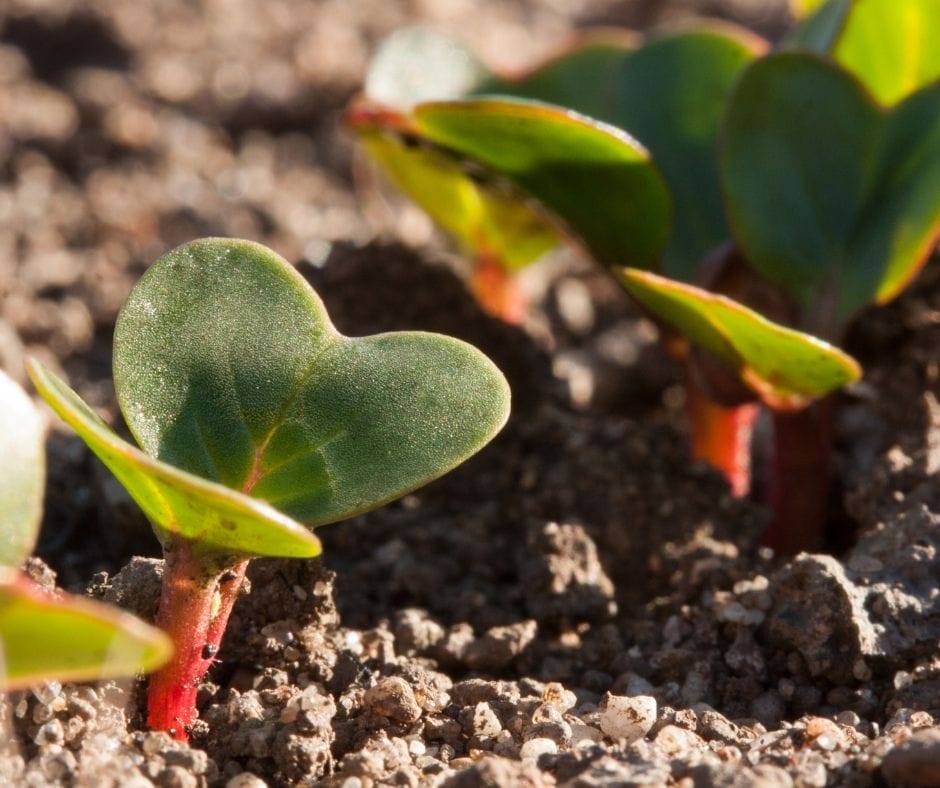 radish seedlings