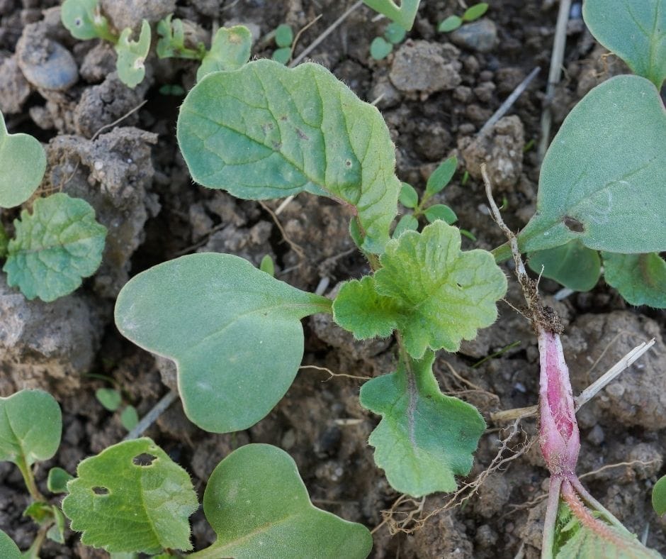 small radish plants