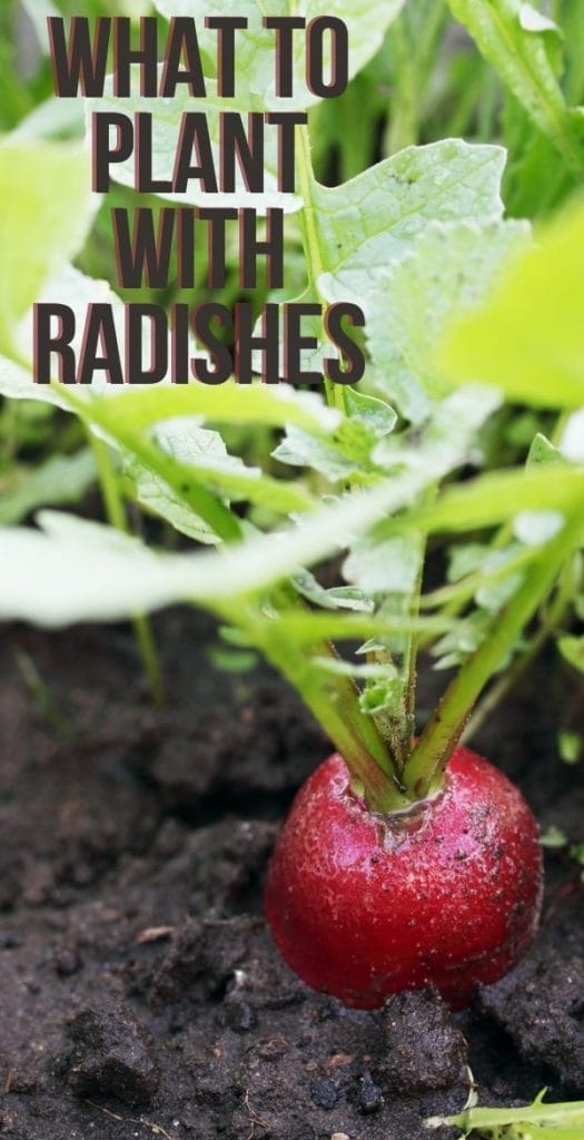 radishes growing in the garden