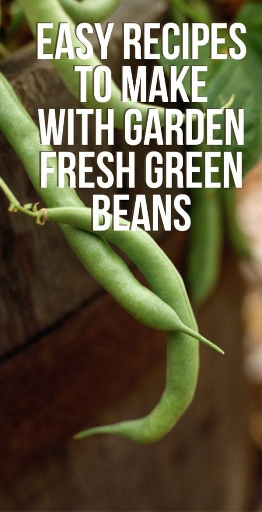 garden fresh green beans on the vine