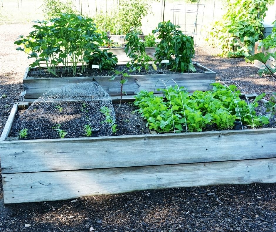 raised garden beds with small plants