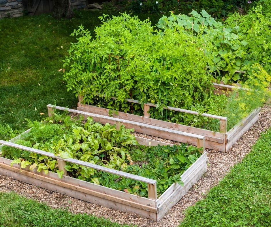 raised garden beds with full summer plants