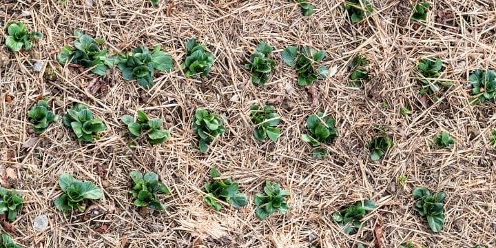 Winter is coming soon, so preparing raised beds for winter is the next step in the garden. There are a few things you can do to make your spring garden far more productive.