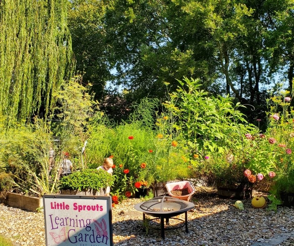 vegetable garden growing in summer