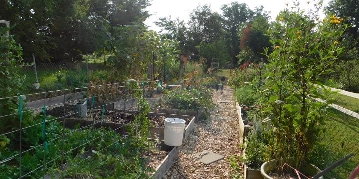 Planting your first vegetable garden is not as hard as you might think. Check out these 10 easy steps to get you growing.