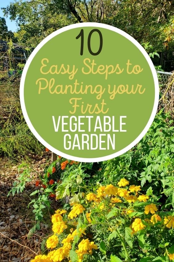 a garden in the late summer