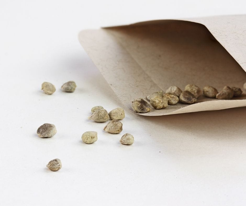 packet of seeds laying open with seeds spilling out