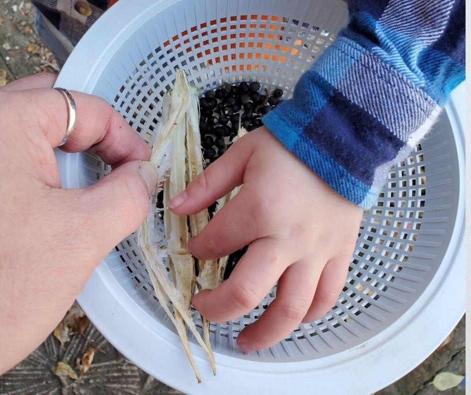 child saving okra seeds while adult holds the pod steady over a bowl