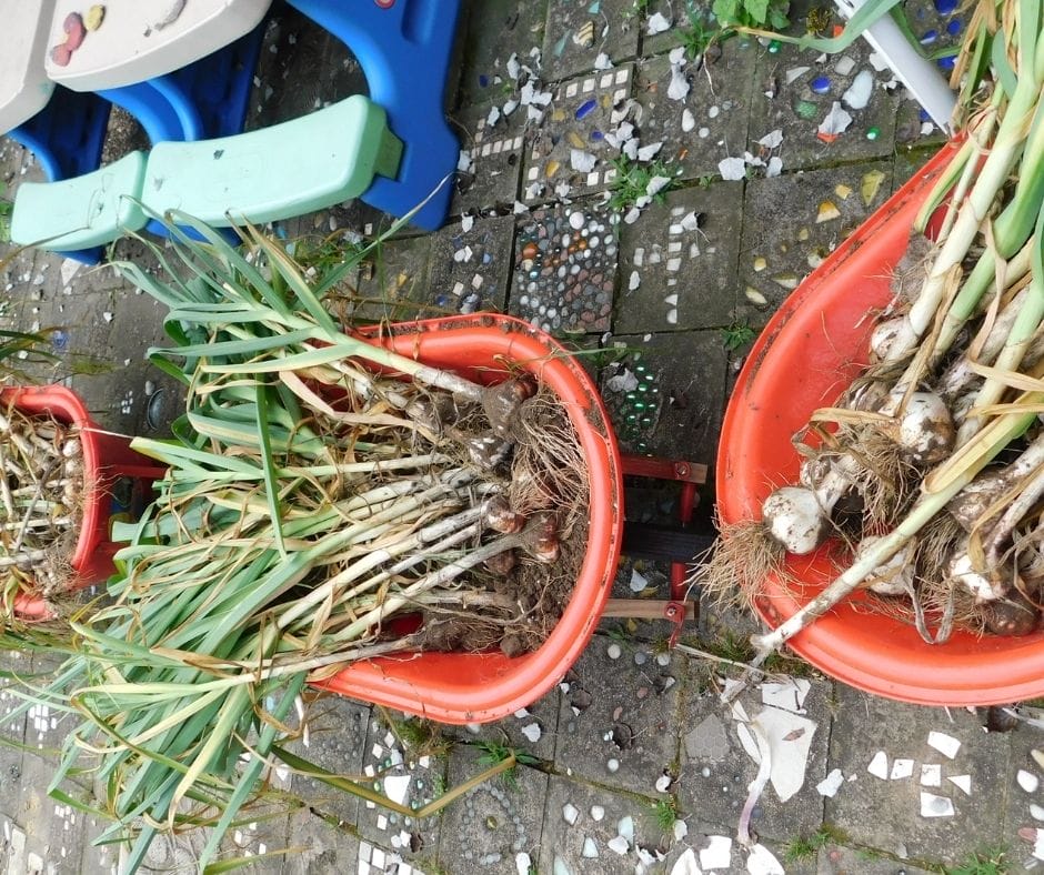 three kid wheel barrows full of freshly harvested garlic heads