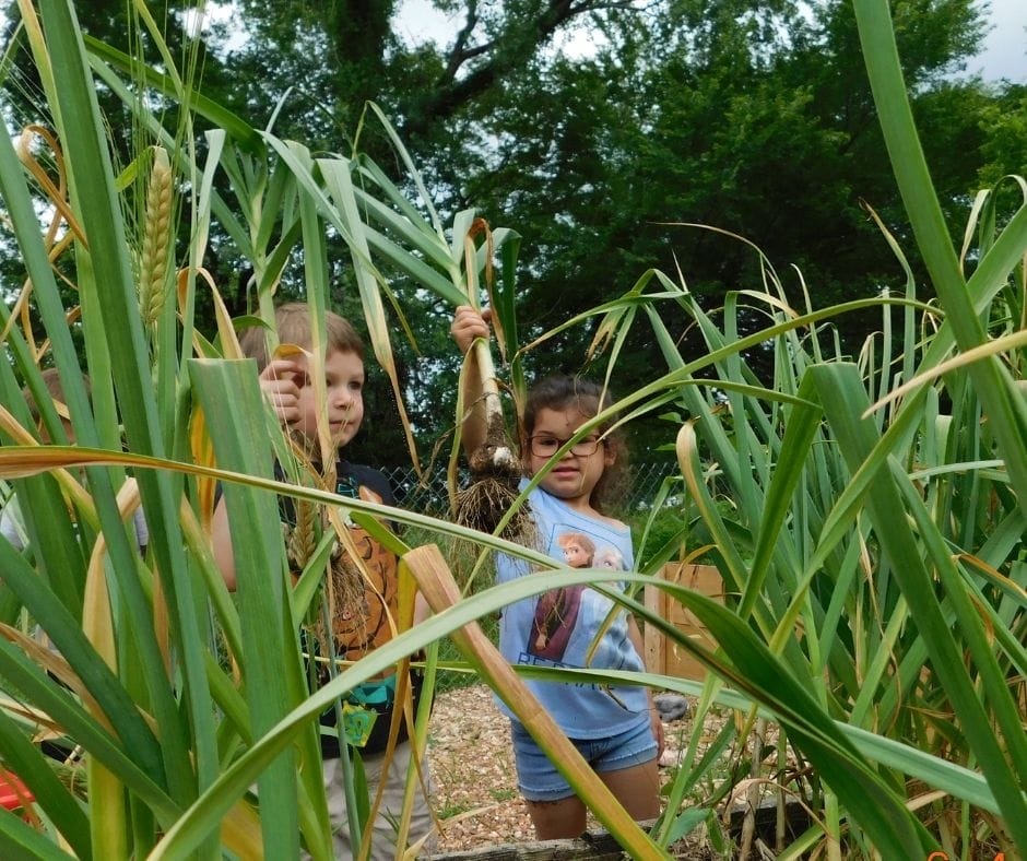 kids harvesting garlic from the garden