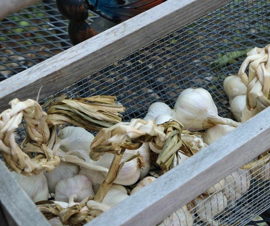 basket of garlic on the table