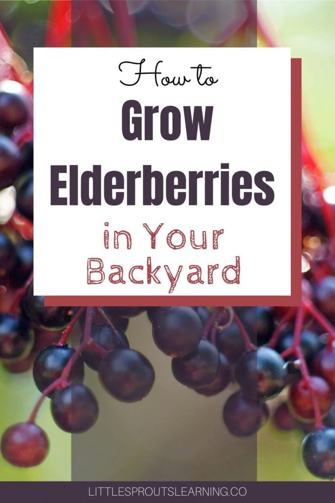 elderberries growing on a bush in clusters