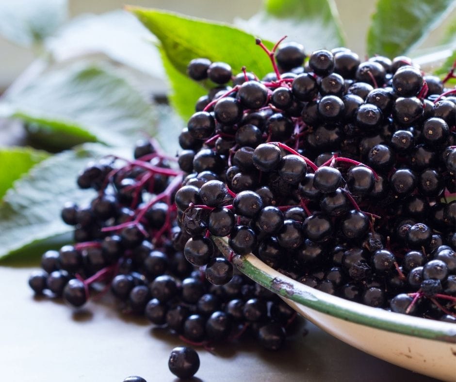 bowl of ripe elderberries in a bowl on a table