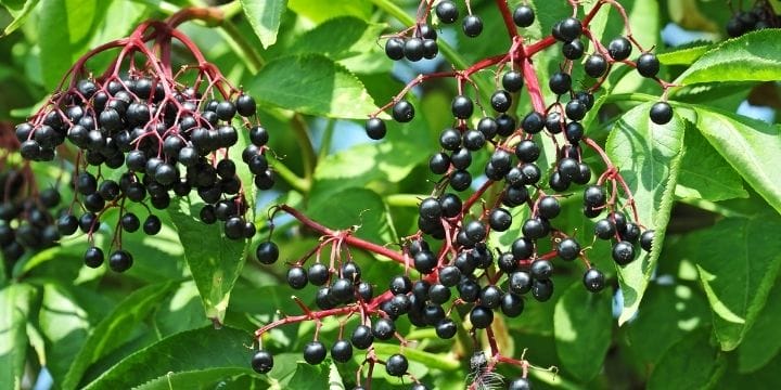 Learn how to easily grow elderberries right in your backyard. Did you know you could grow them at home?