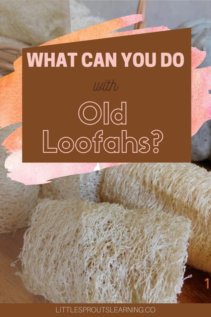 Luffa sponges on a table