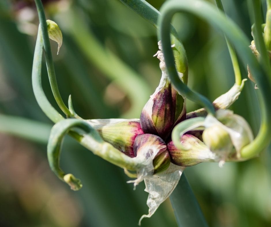 egyptian walking onion tops in the garden