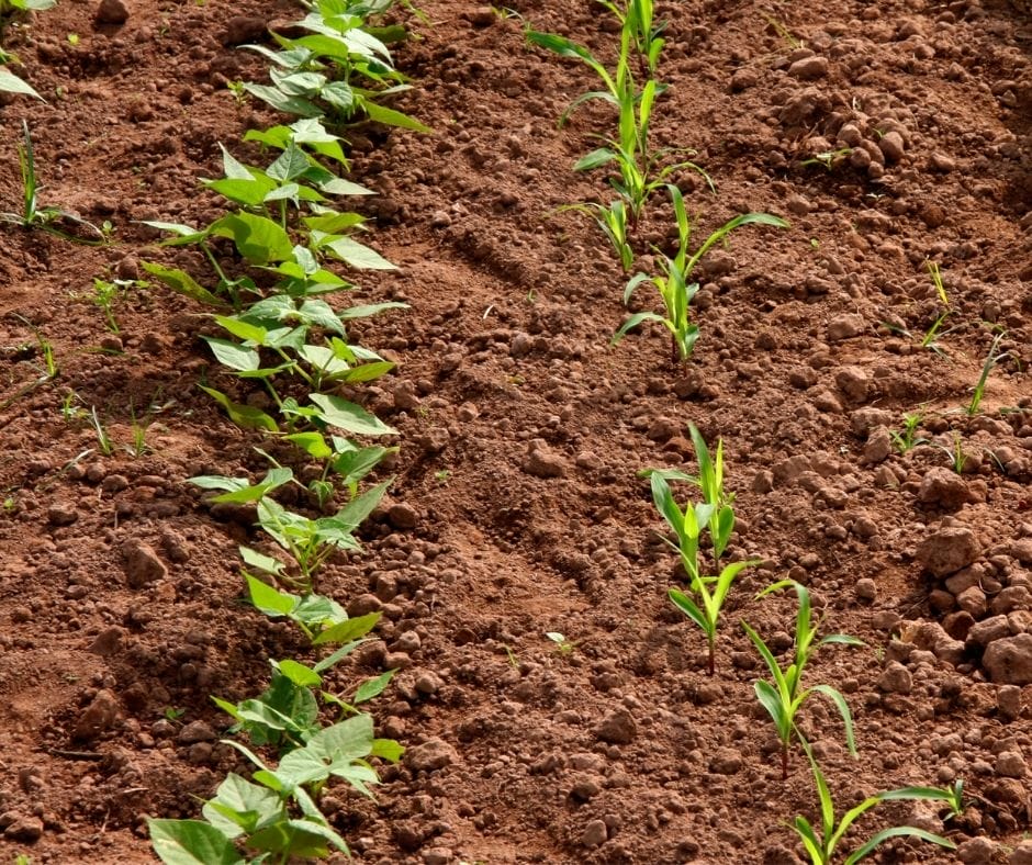 green bean sprouts growing next to corn