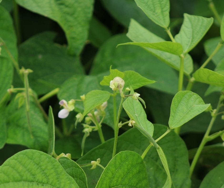 Green beans growing with some tiny blossoms
