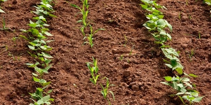 rows of plants in the garden