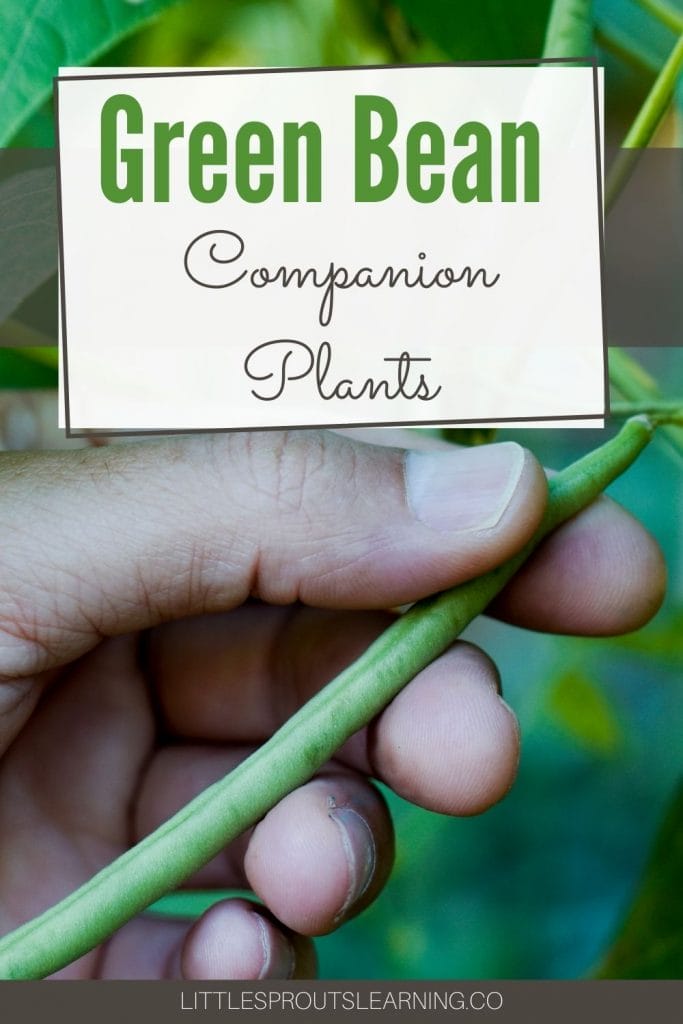 Hand holding a fresh green bean off the vine

