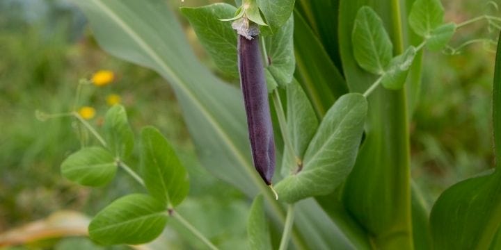 Planting vegetables that grow well together in the garden helps boost your production. Find what makes great companion plants for corn.