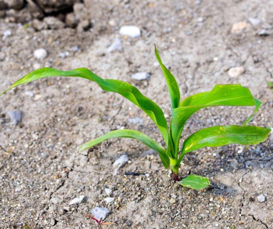 Small corn seedling growing in the ground