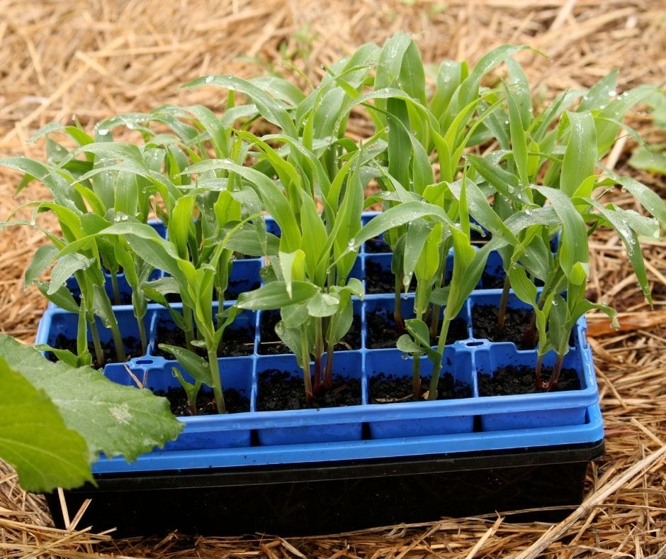 Corn seedlings in a flat